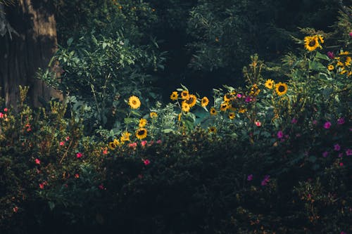 Fotos de stock gratuitas de al aire libre, árbol, brillante