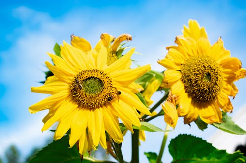 Fotos de stock gratuitas de girasol, naturaleza