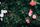 garden background