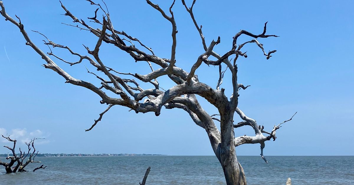 Single Destituted Tree on a Beach · Free Stock Photo