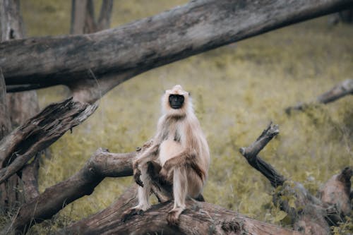 Fotos de stock gratuitas de al aire libre, animal, árbol