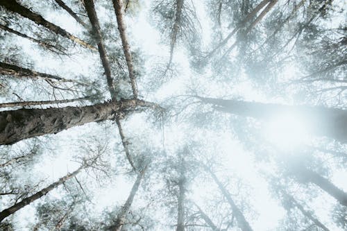 Fotos de stock gratuitas de amanecer, árbol, bañador