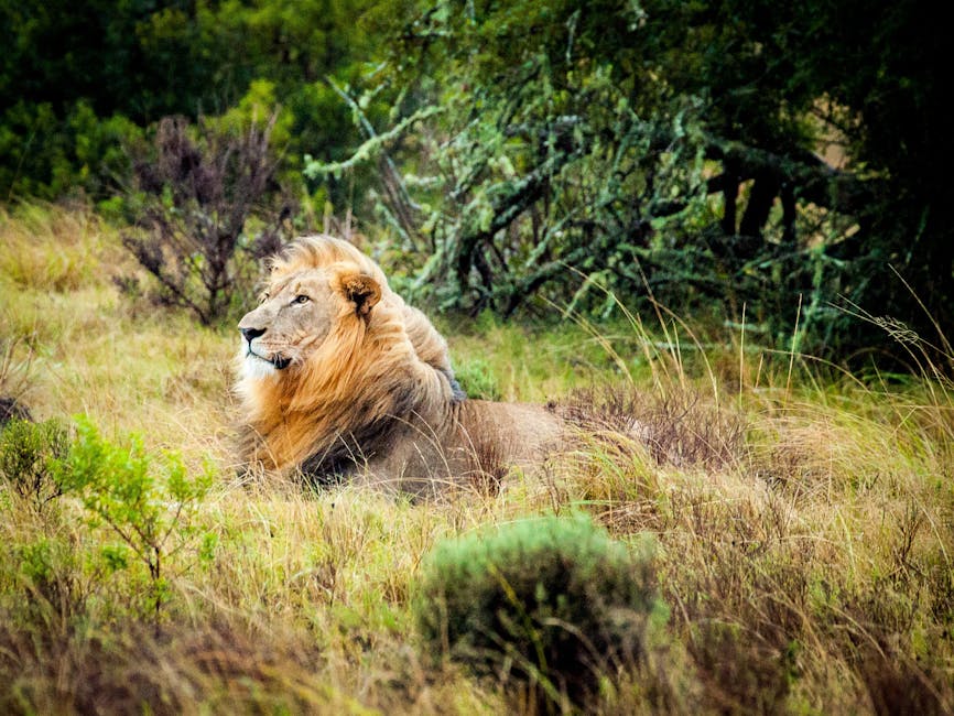 Lion on Grass