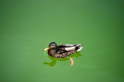 duck