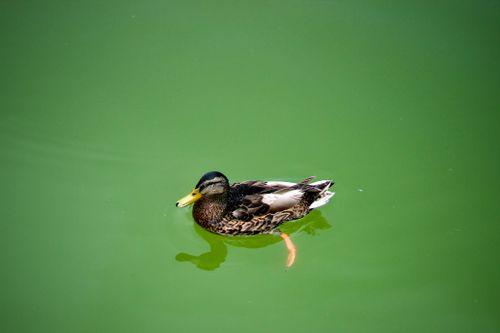 Free A serene mallard duck gliding across a green pond, showcasing nature's beauty. Stock Photo