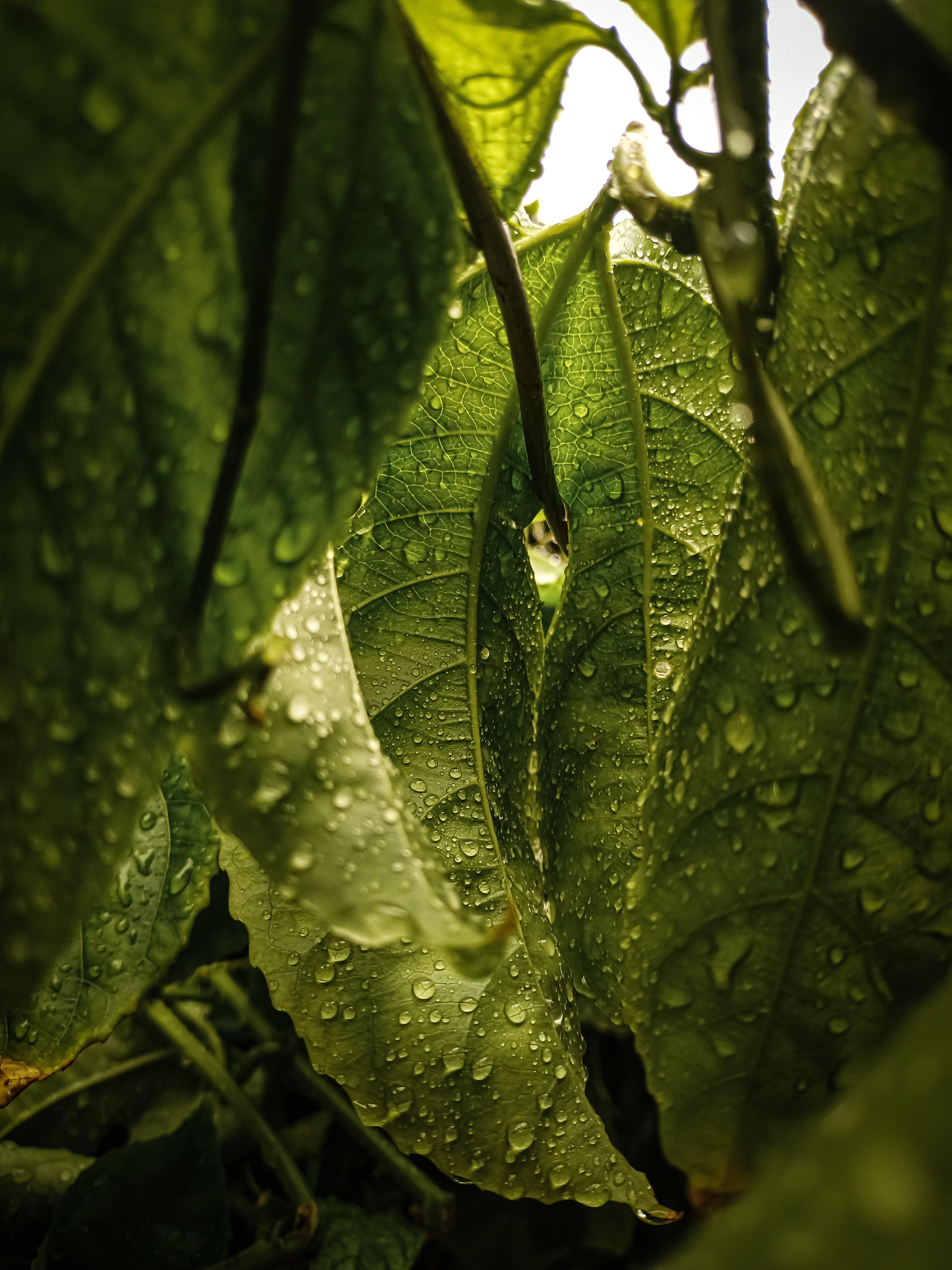 Closeup of Dark Green Leaves with Morning Dew · Free Stock Photo