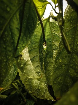 A detailed view of fresh green leaves covered in dewdrops, capturing morning freshness.