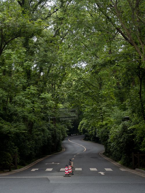 Free A quiet, winding road through lush green forest with traffic cones in the center. Stock Photo