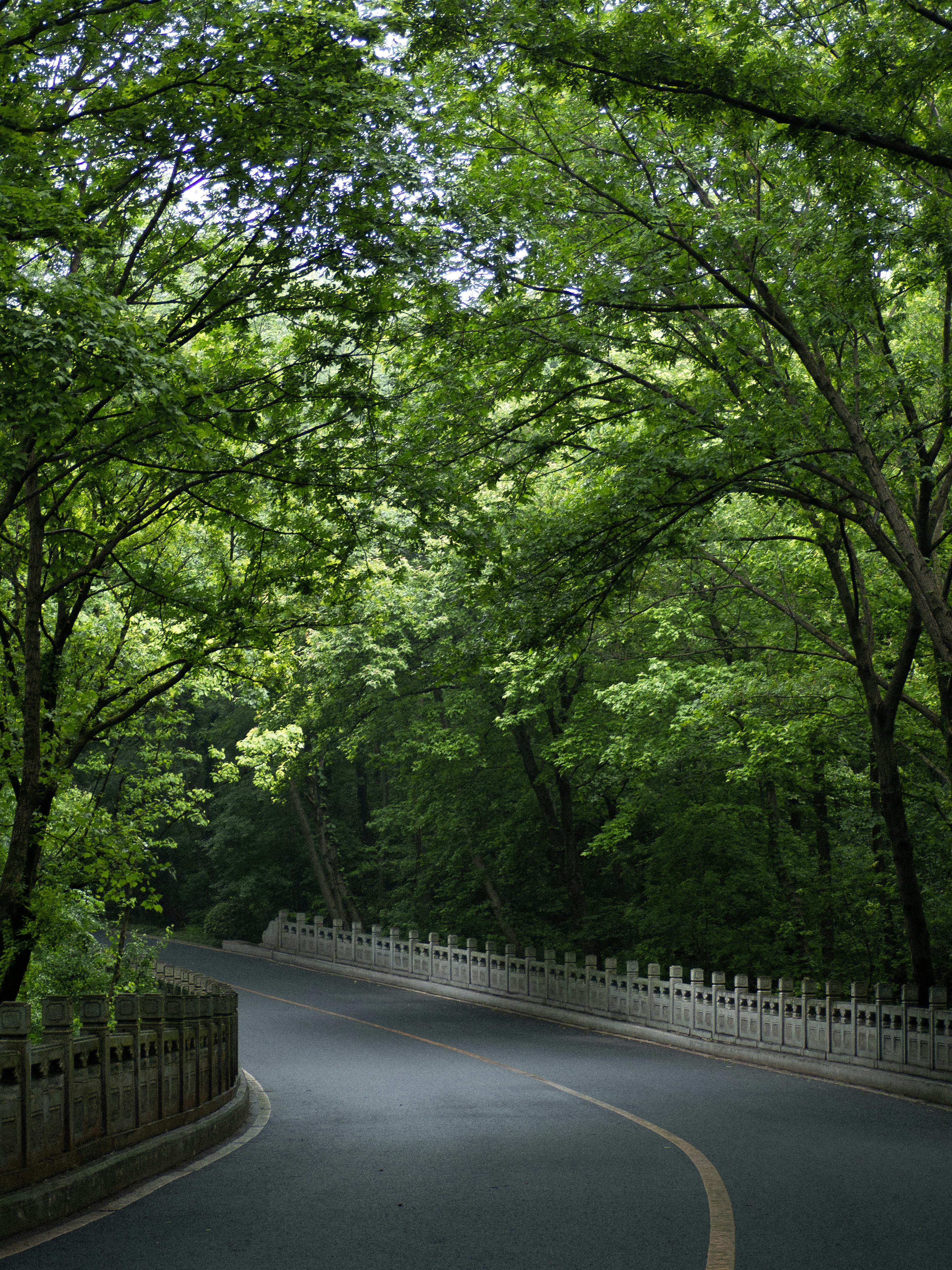 A peaceful winding road through a dense green forest offering tranquility and natural beauty.