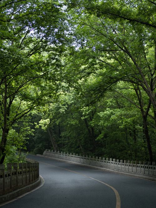 Free A peaceful winding road through a dense green forest offering tranquility and natural beauty. Stock Photo