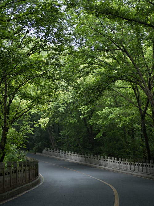 Free A road with trees on both sides Stock Photo