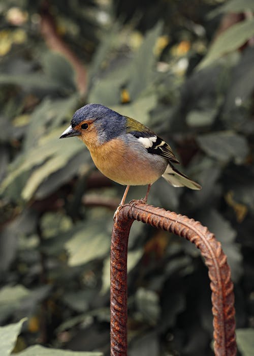 Free Eurasian Chaffinch on Metal Bar Stock Photo