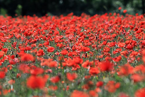 Δωρεάν στοκ φωτογραφιών με mohnblumenfeld, βοτανική, γήπεδα