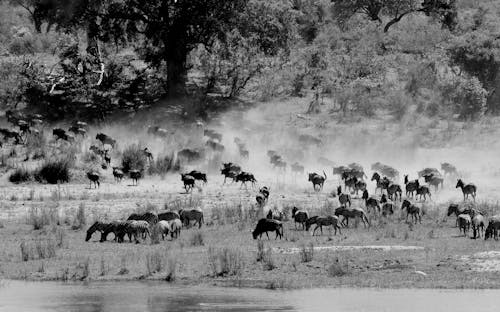 Monochrome Photo of Zebras on Grassland