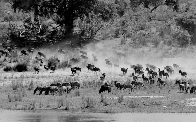 Monochrome Photo Of Zebras On Grassland