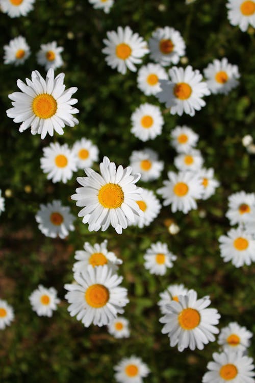 Foto stok gratis bidang, bunga, bunga kamomil