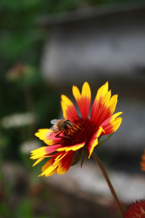 Free Close-up of a bee pollinating a vibrant Gaillardia flower in bloom during summer. Stock Photo