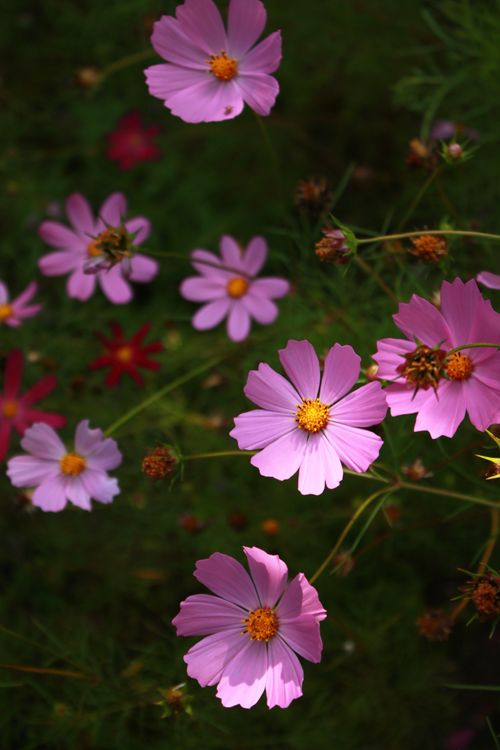 Free Close-up of vibrant pink cosmos flowers basking in sunlight, showcasing natural beauty and growth. Stock Photo