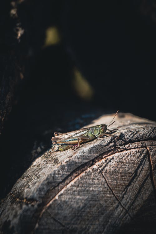 Fotos de stock gratuitas de al aire libre, animal, araña