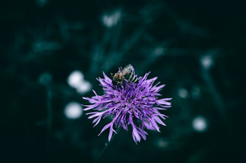 A close up of a purple Knapweed flower with a bee, on a meadow