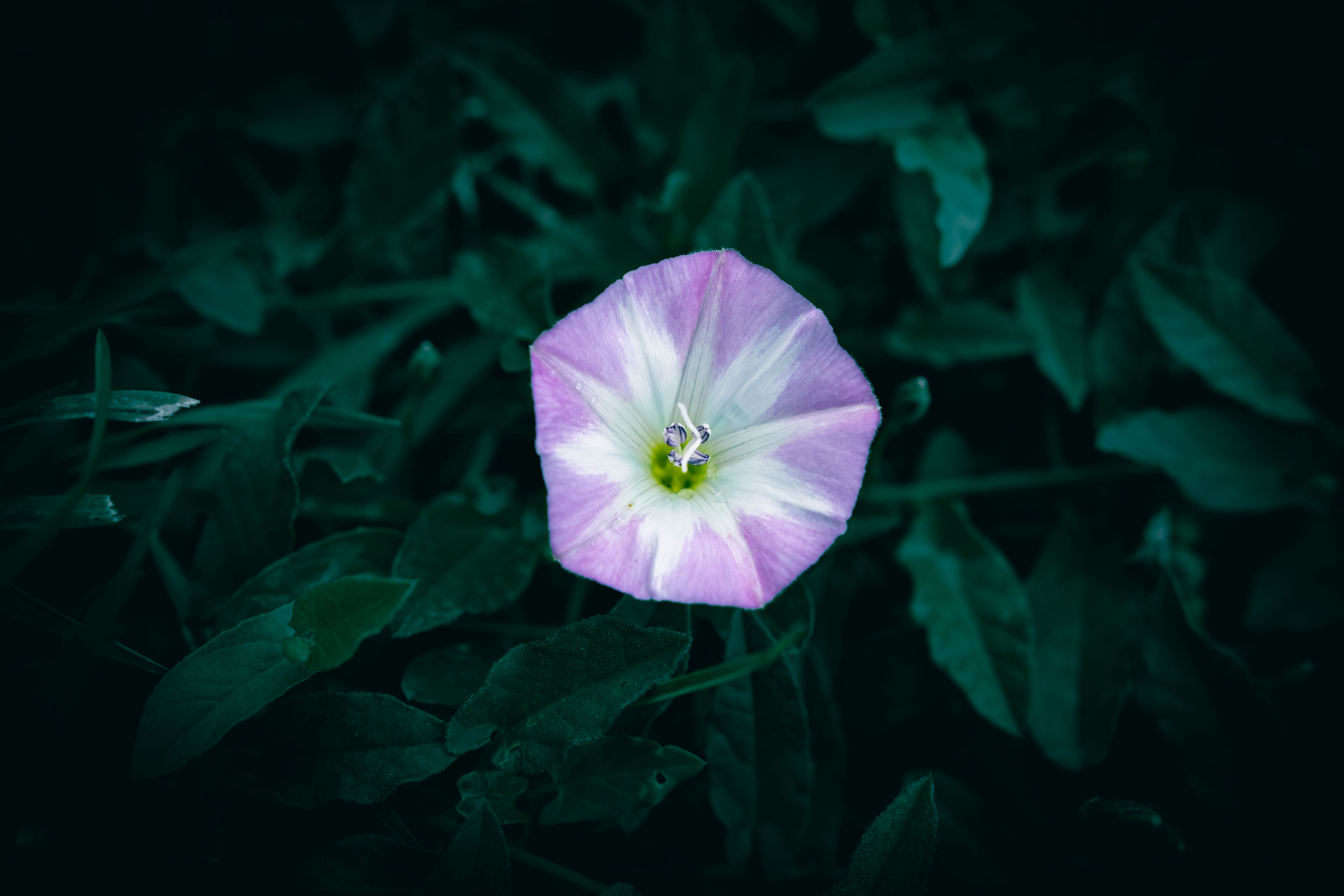 The Eccentric Doctor of the Moon Flower Kingdom Manga Gets TV Anime — Photo by Wyxina Tresse on Pexels