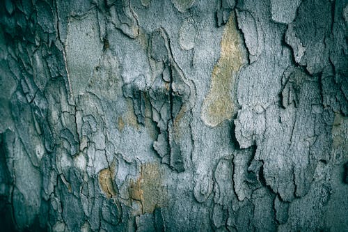 Foto stok gratis abstrak, alam, batang pohon