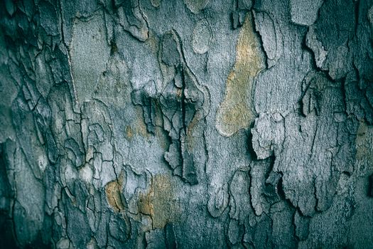 Detailed view of sycamore tree bark showcasing natural texture and patterns in earthy tones.
