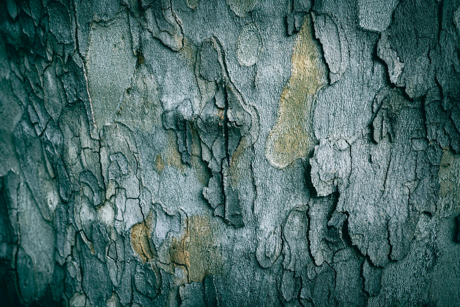 Detailed view of sycamore tree bark showcasing natural texture and patterns in earthy tones.