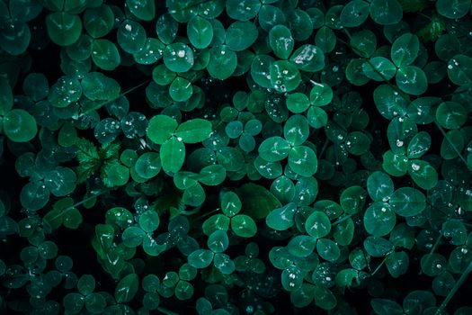 Close-up of vibrant green clover leaves with water droplets, showcasing natural freshness and texture.