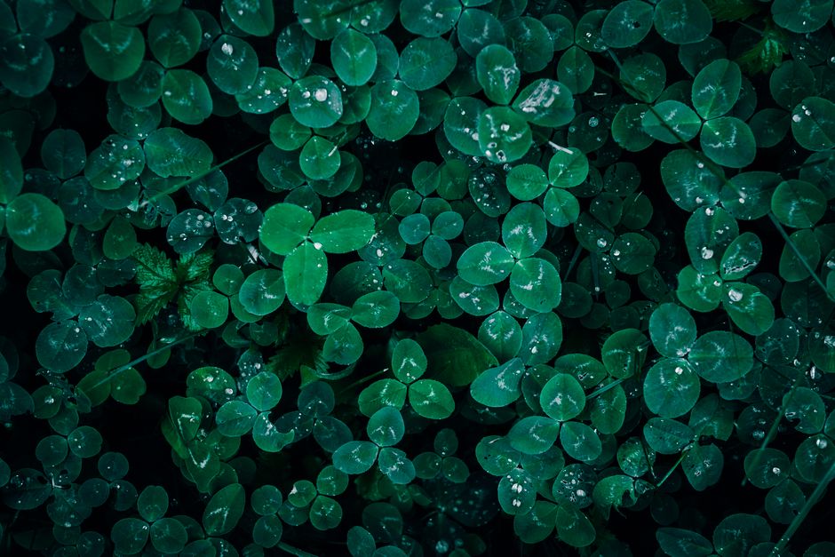 Close-up of vibrant green clover leaves with water droplets, showcasing natural freshness and texture.