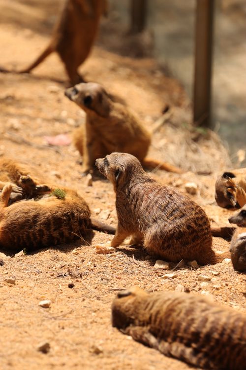 Free A group of meerkats sunbathing on the sandy ground in Lisbon Zoo, Portugal. Stock Photo
