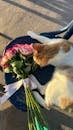 Cat with Bouquet of Roses