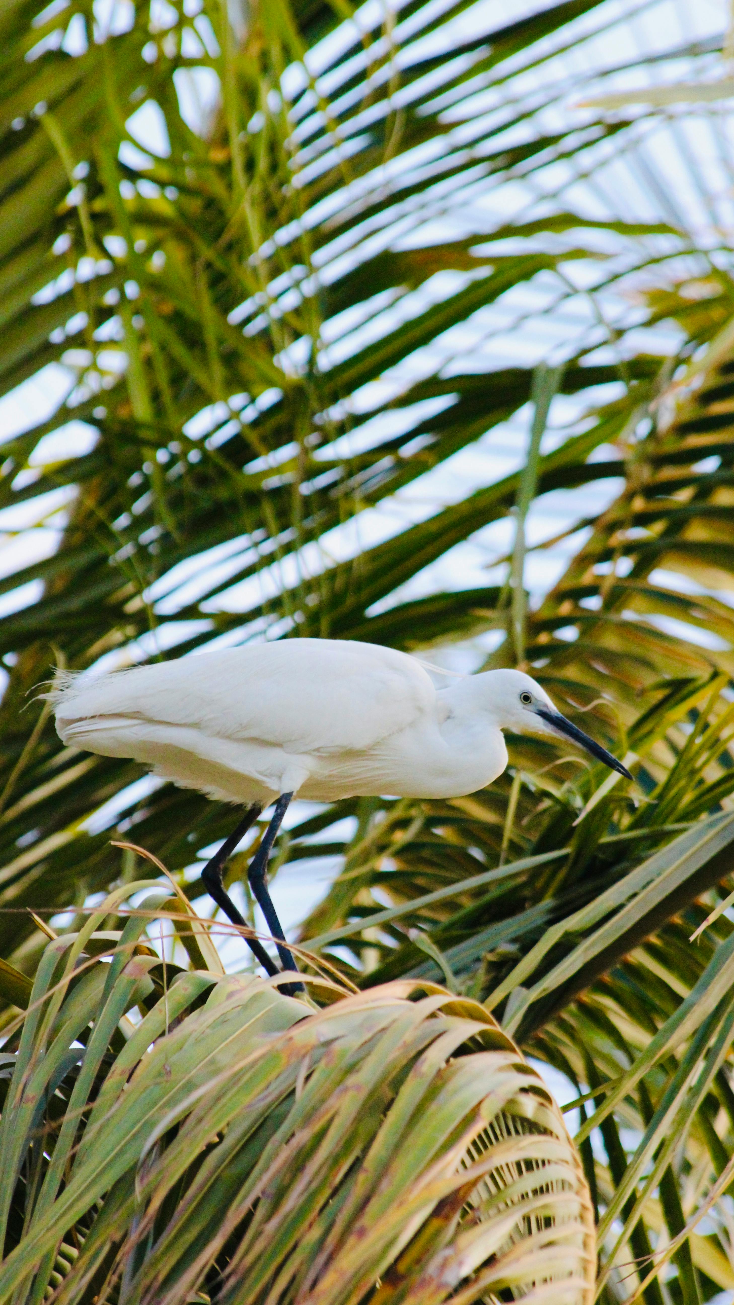 De franc Foto d'estoc gratuïta de a l'aire lliure, animal, au Foto d'estoc