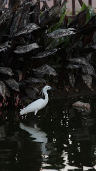 Serene image of a little egret standing gracefully in a pond surrounded by lush greenery.