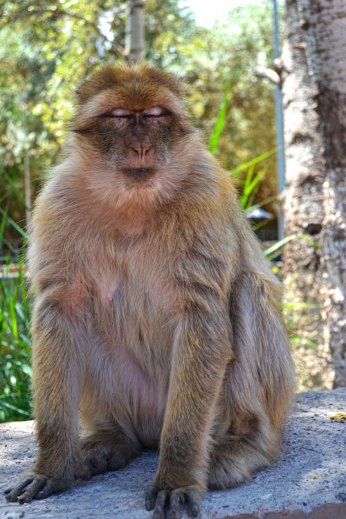 A monkey sitting on a rock with its eyes closed