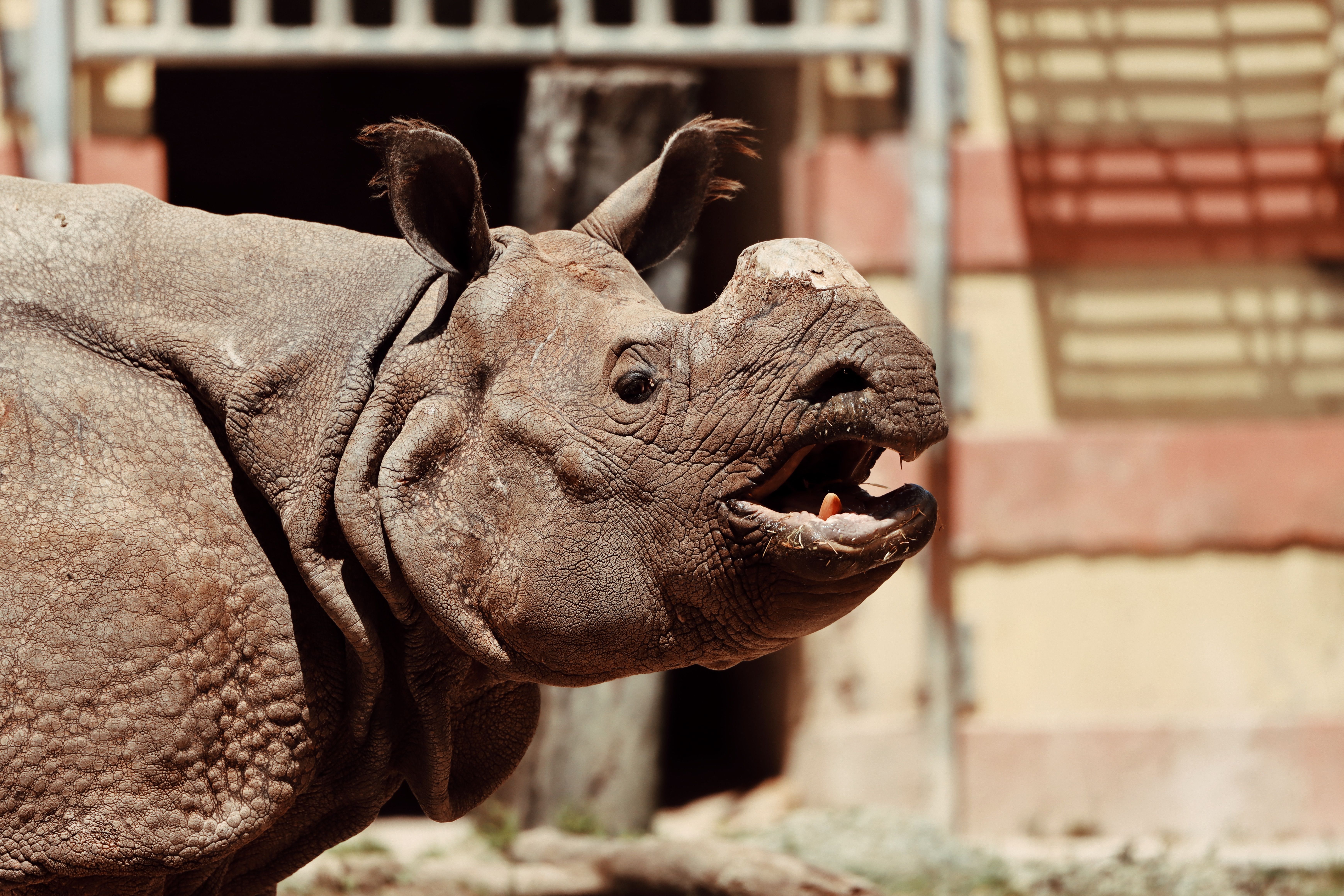Indian Rhino Feed