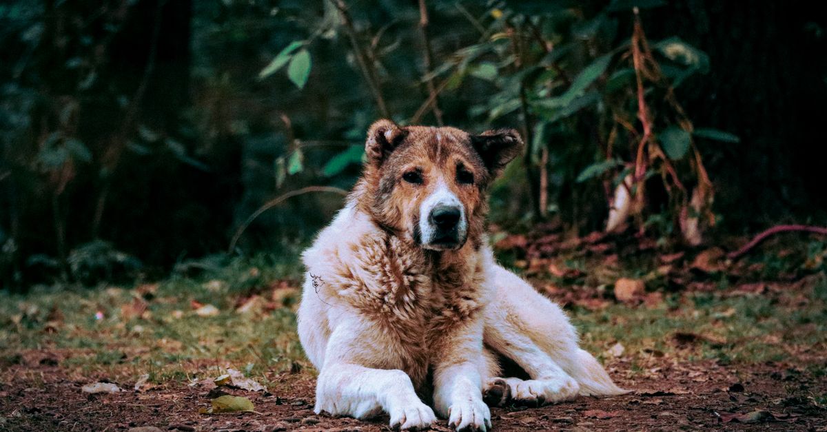 Chien Kangal : Caractère, Éducation et Santé