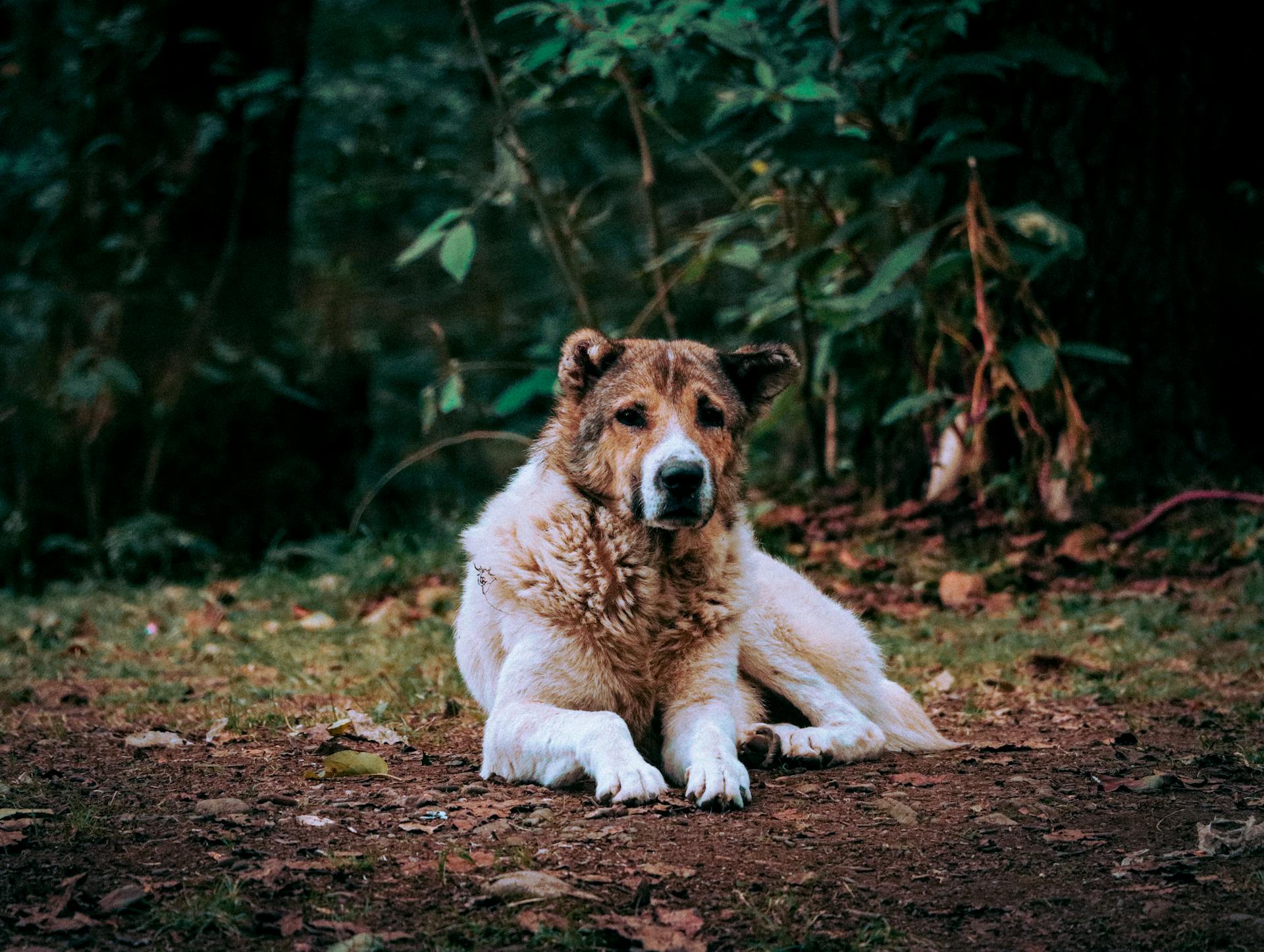 Chien de berger d'Asie centrale au sol