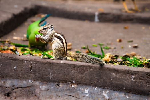 A palm squirrel eating on a ground alongside a vibrant green parrot. Captured in a natural outdoor setting.