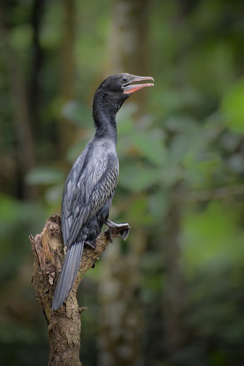 Ilmainen kuvapankkikuva tunnisteilla eläin, everglades, hälytys