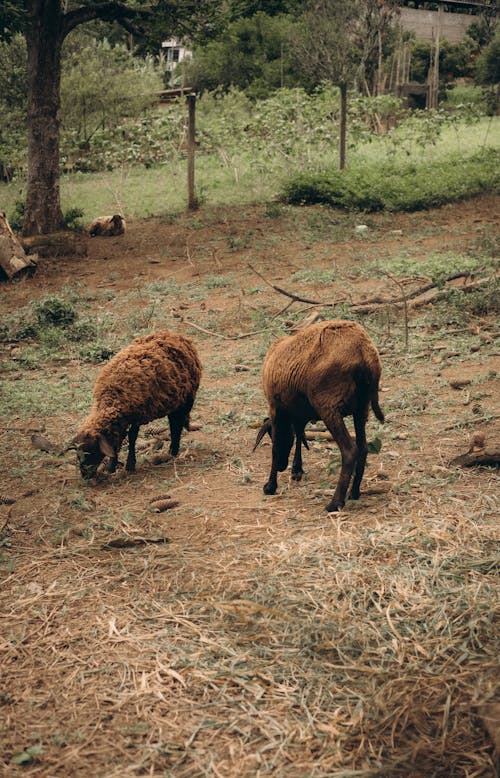 Foto stok gratis agrikultura, binatang, di luar rumah