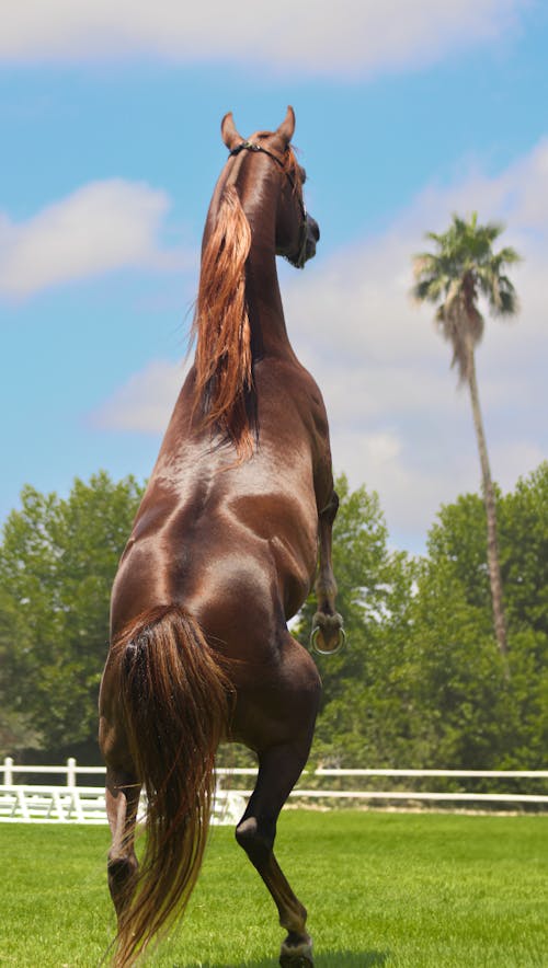 Δωρεάν στοκ φωτογραφιών με αγριοκάστανο, αγροτικός, άλογο