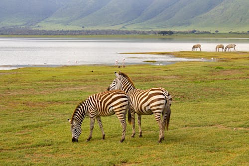 Free stock photo of african wildlife, zebras