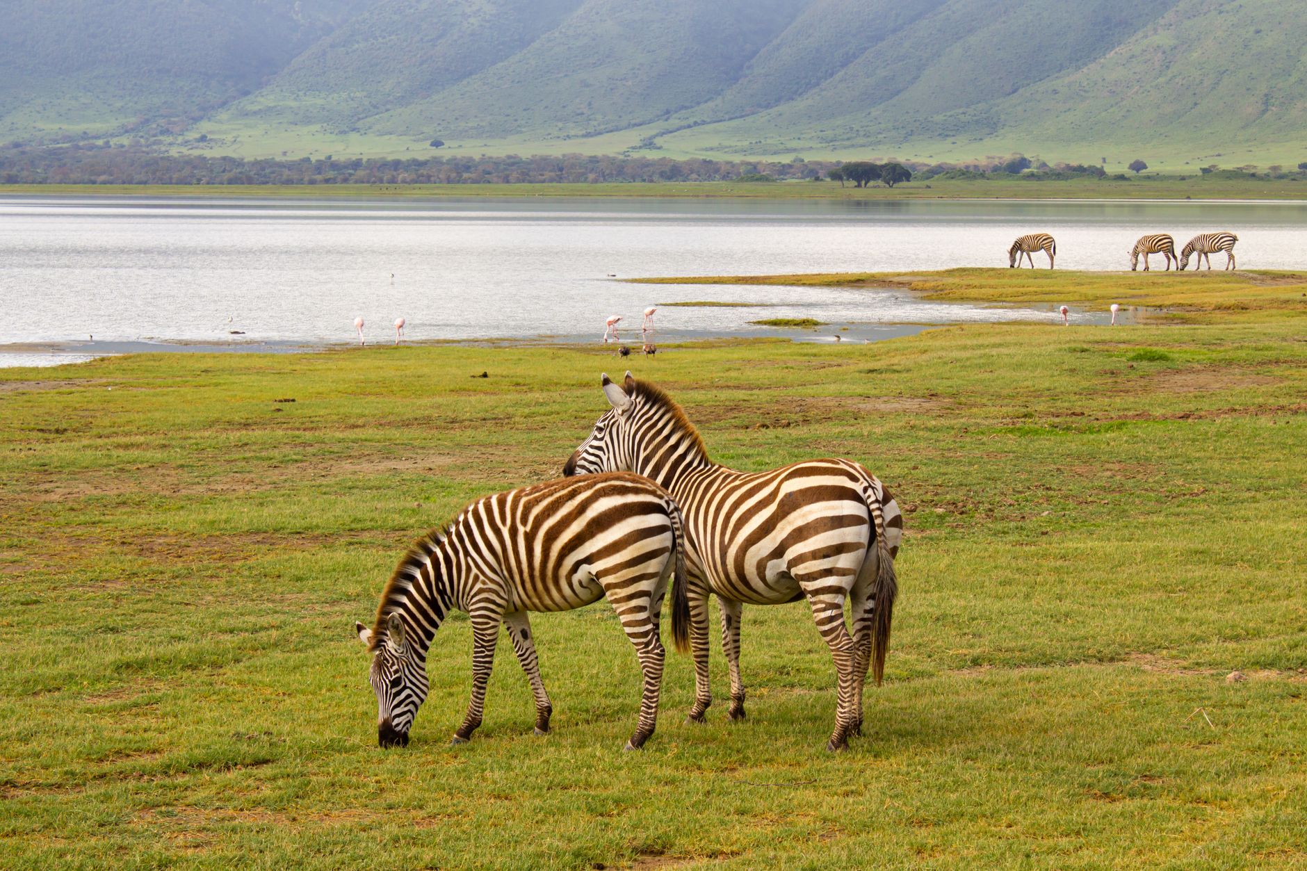 A serene scene of zebras feeding in Tanzania's Ngorongoro Crater with distant mountains.