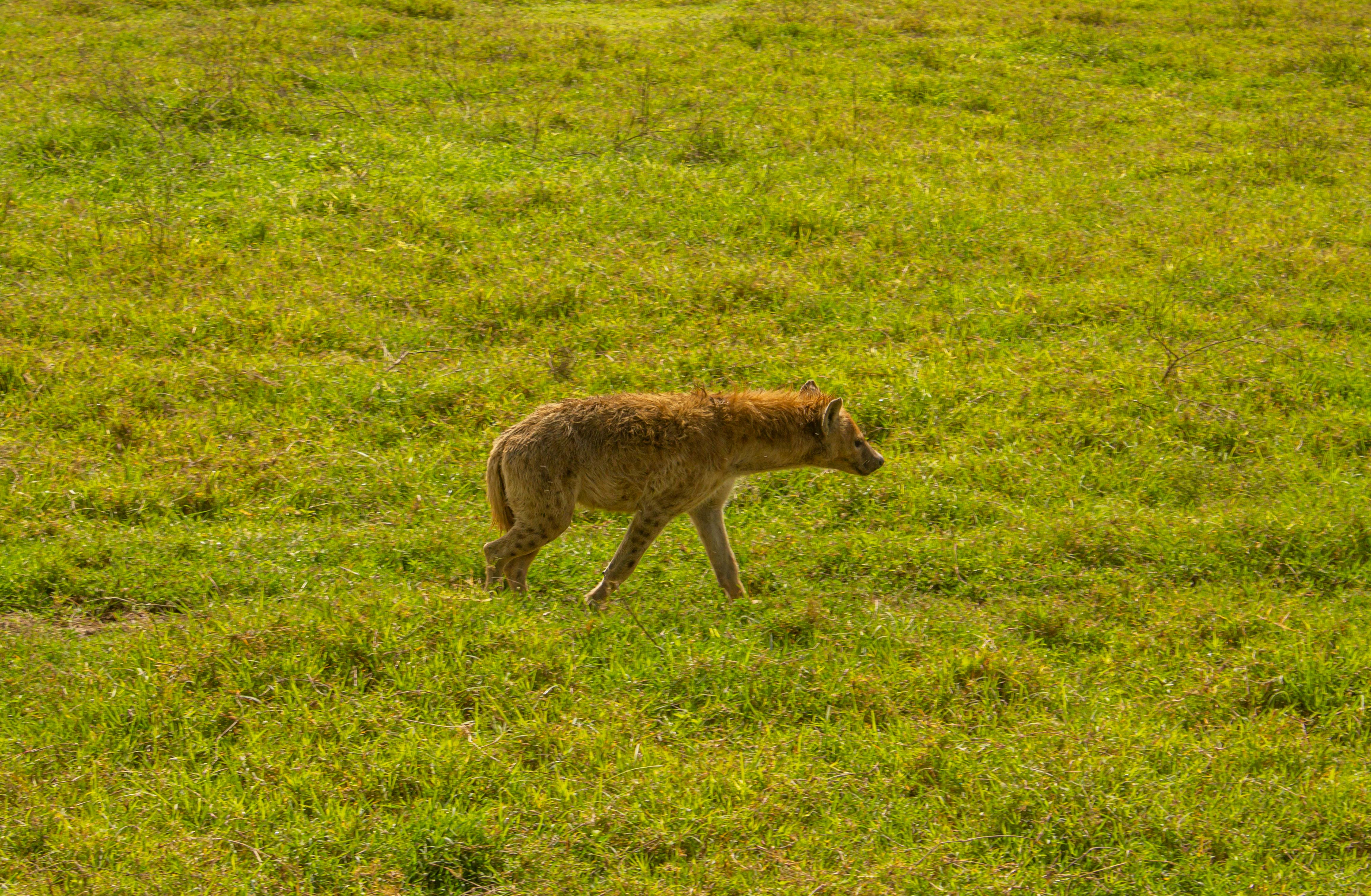 Ngorongoro Conservation Area