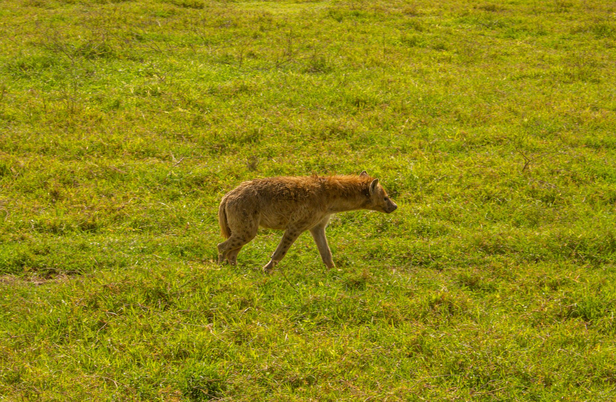 Arusha (safaris)