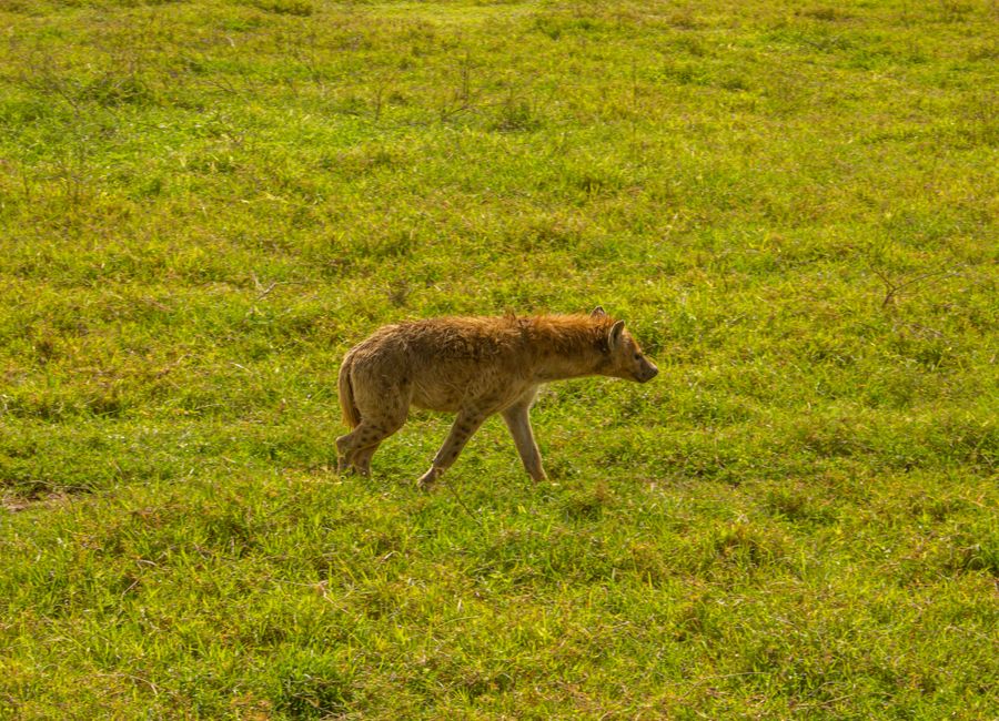 Arusha, Tanzania — skyline and landmarks · stay connected with a Arusha eSIM from My Holiday SIM