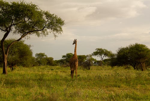 Free stock photo of african wildlife, giraffe