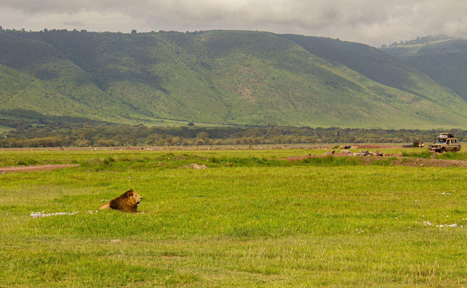 Lion on the Ngorongoro crater floor