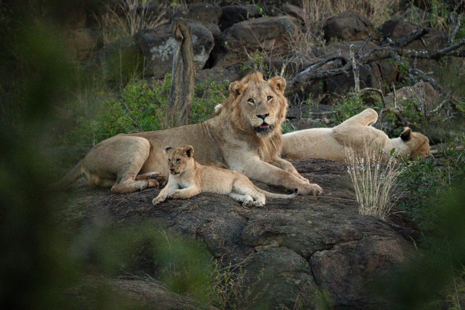 A family of lions resting on a rock in the wild savannah of South Africa.